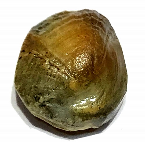 Siddha Sea Stone