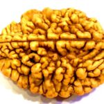 Mansha Puran Two Face / 2 Mukhi Rudraksha Bead With Red Thread