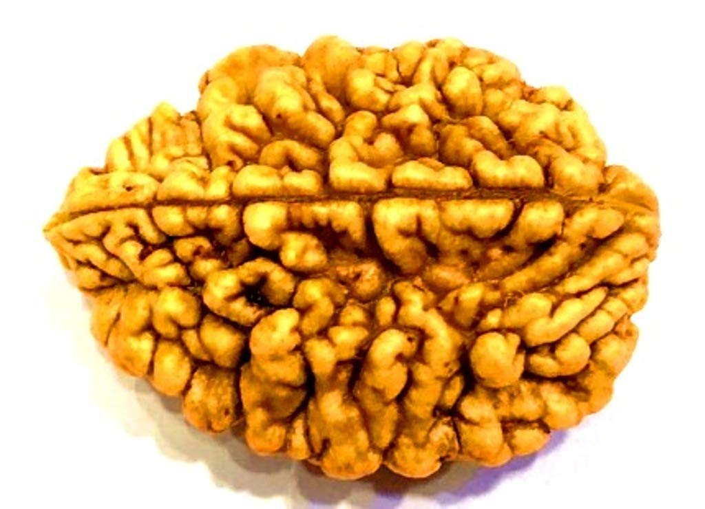 One face Loose Rudraksha
