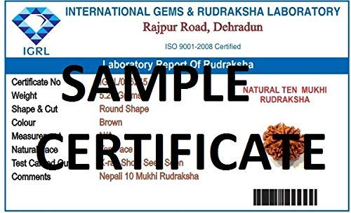 Mansha Puran Nepali Ten Face / 10 Mukhi Rudraksha Bead with Red Thread - Image 2