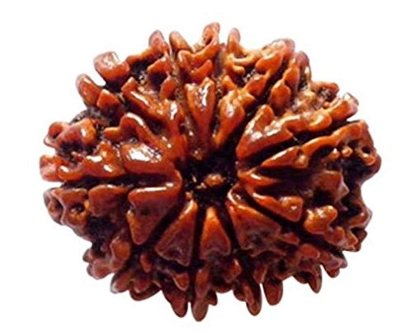 Ten Face Loose Rudraksha