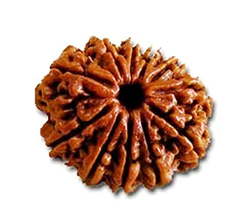 Eleven Face Loose Rudraksha