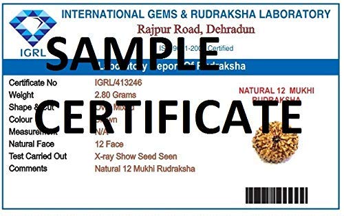 Mansha Puran Nepali Twelve Face / 12 Mukhi Rudraksha bead With Red Thread - Image 2