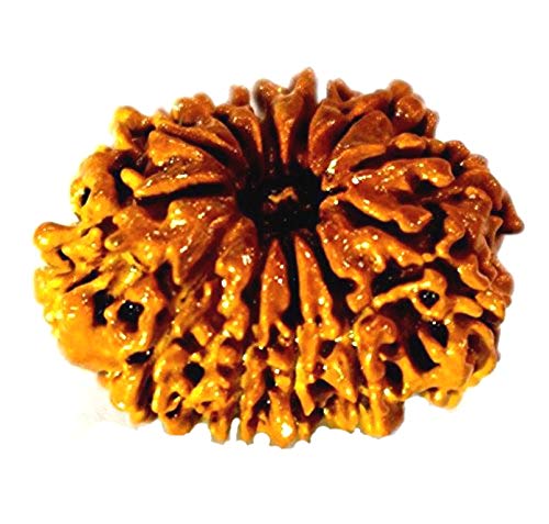 Twelve Face Loose Rudraksha