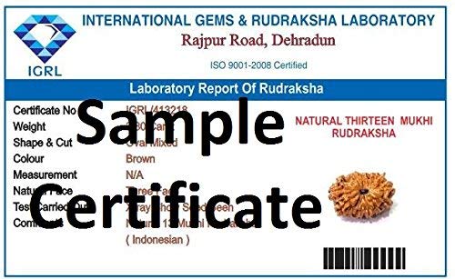 Mansha Puran Nepali Thirteen Face /13 Mukhi Rudraksha bead with Red Thread - Image 2