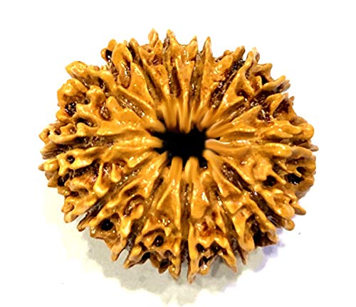Thirteen Face Loose Rudraksha