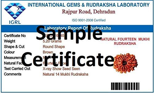 Mansha Puran Nepali Fourteen Face / 14 Mukhi Rudraksha with Red Thread - Image 2