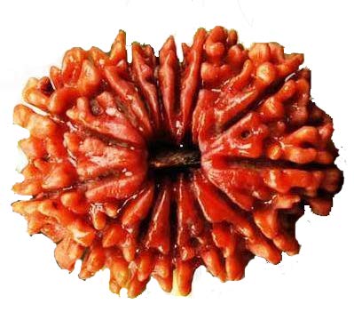 Fourteen Face Loose Rudraksha