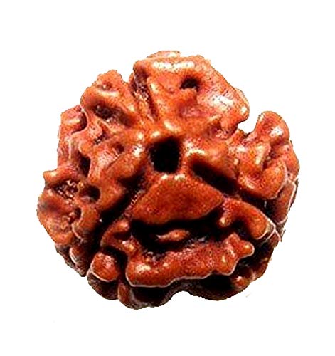 Three Face Loose Rudraksha