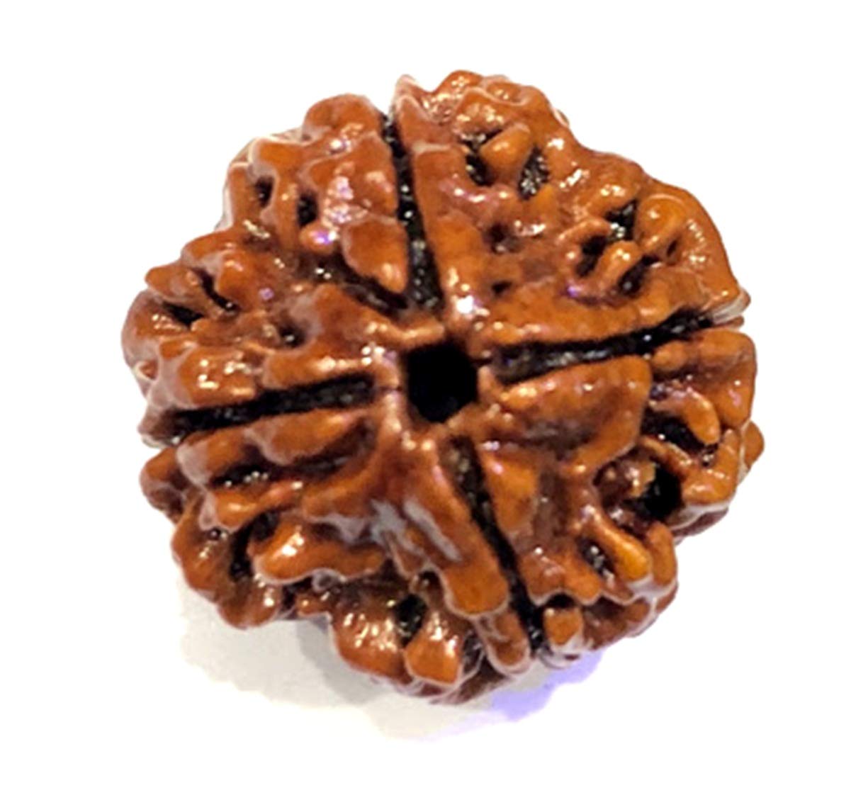 Four Face Loose Rudraksha