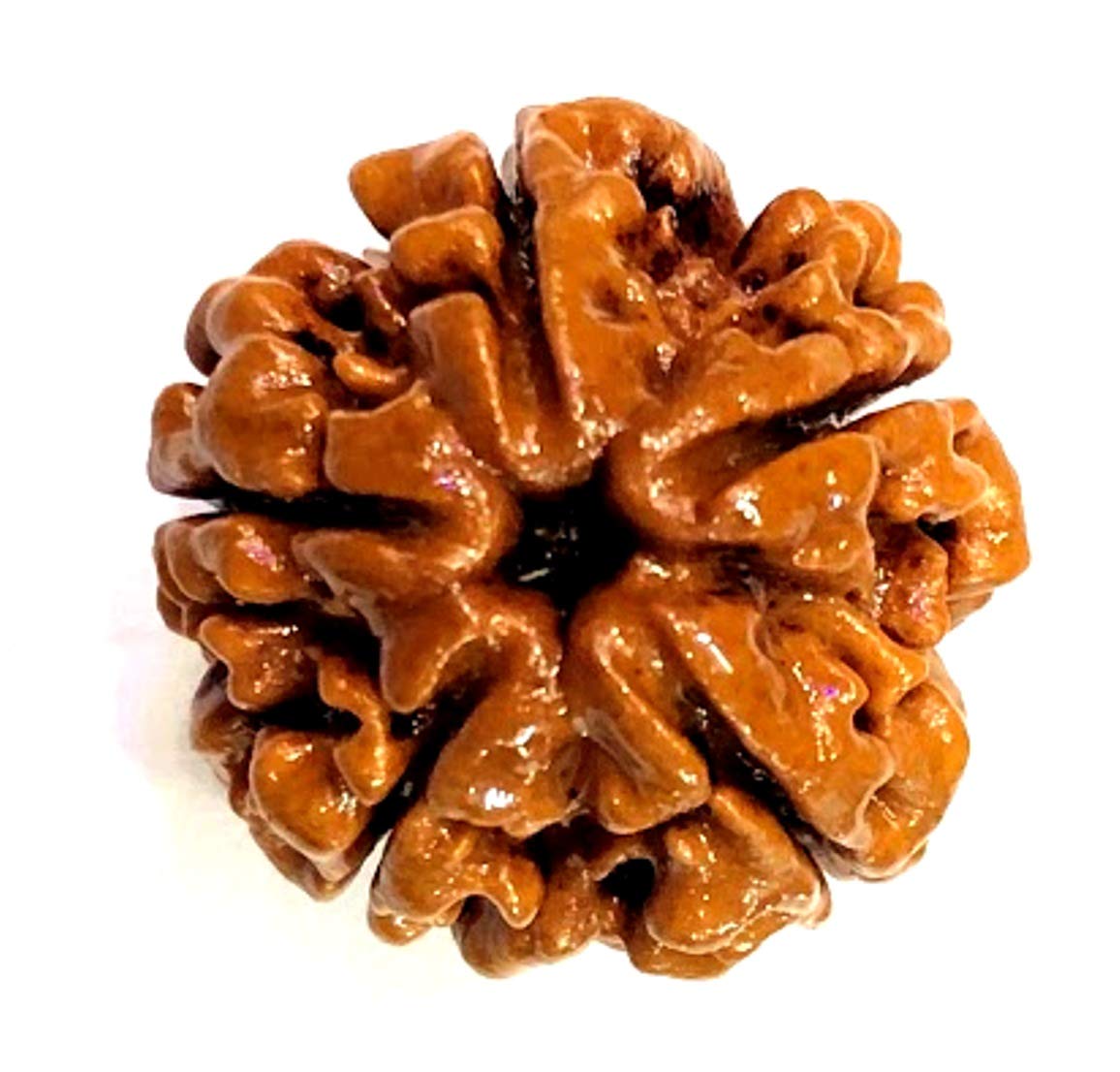 Five Face Loose Rudraksha