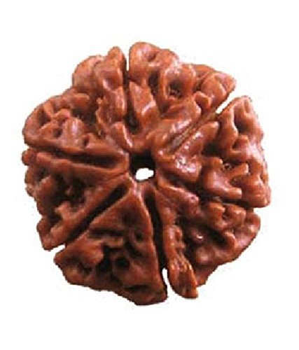 Six Face loose Rudraksha