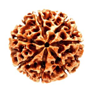 Mansha Puran Nepali Seven Face / 7 Mukhi Rudraksha Bead With Red Thread