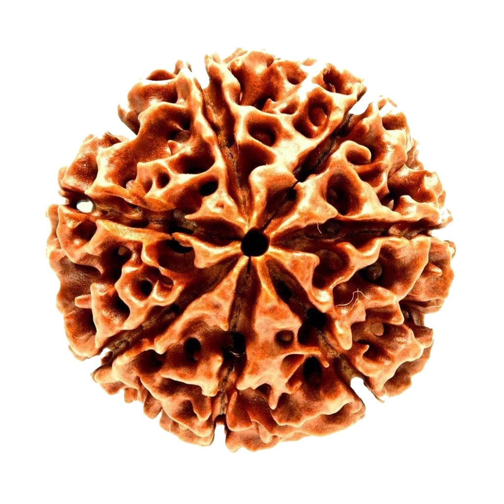 Seven Face Loose Rudraksha