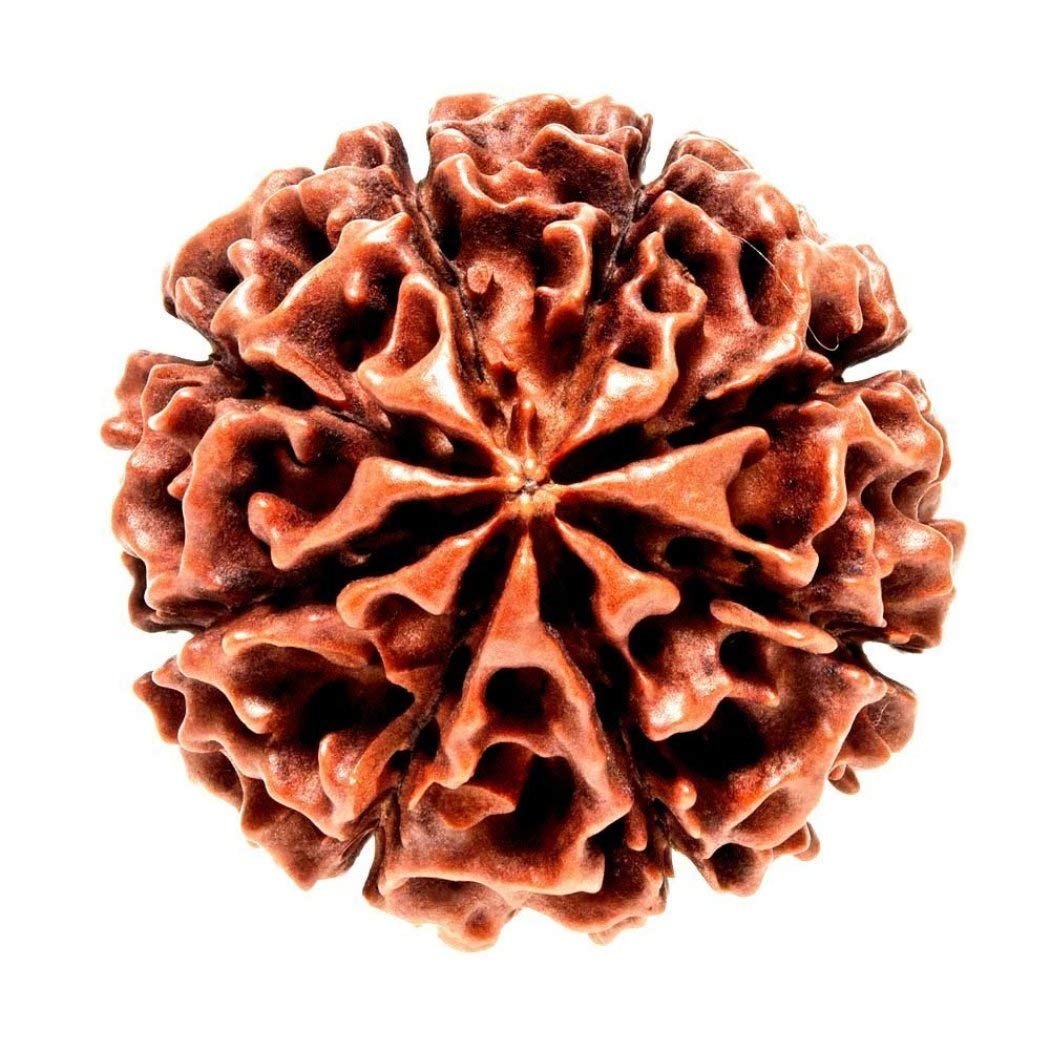 Rudraksha