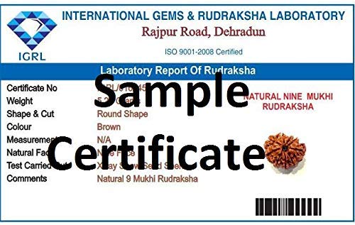 Mansha Puran Nepali Nine Face / 9 Mukhi Rudraksha Bead With Red Thread - Image 2