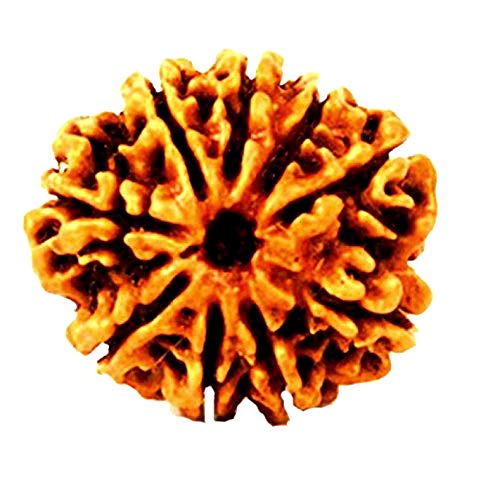 Loose Rudraksha