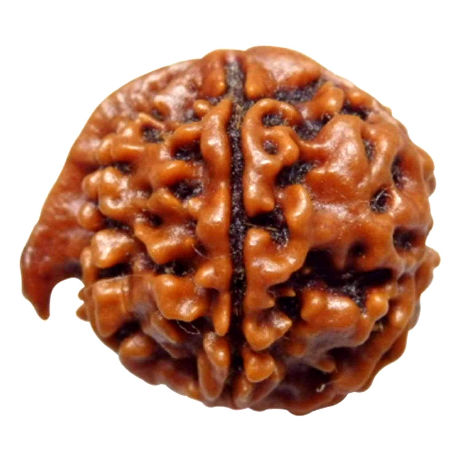 Ganesh Loose Rudraksha