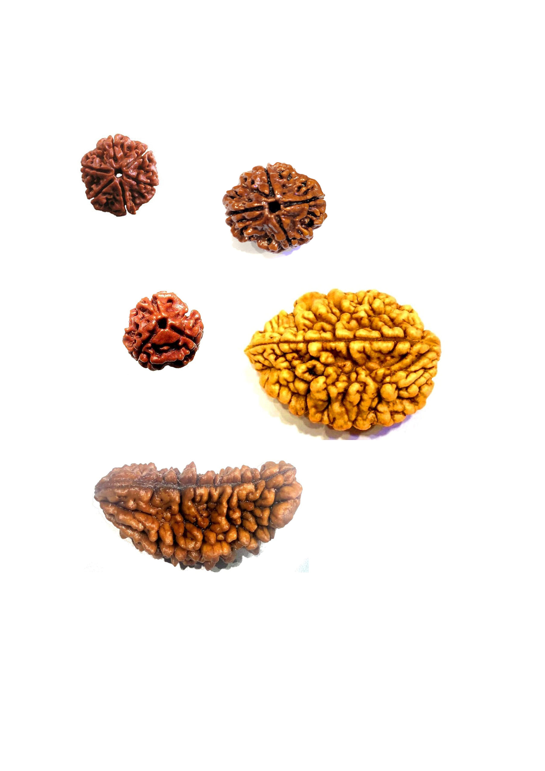 Rudraksha
