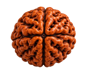 Rudraksha