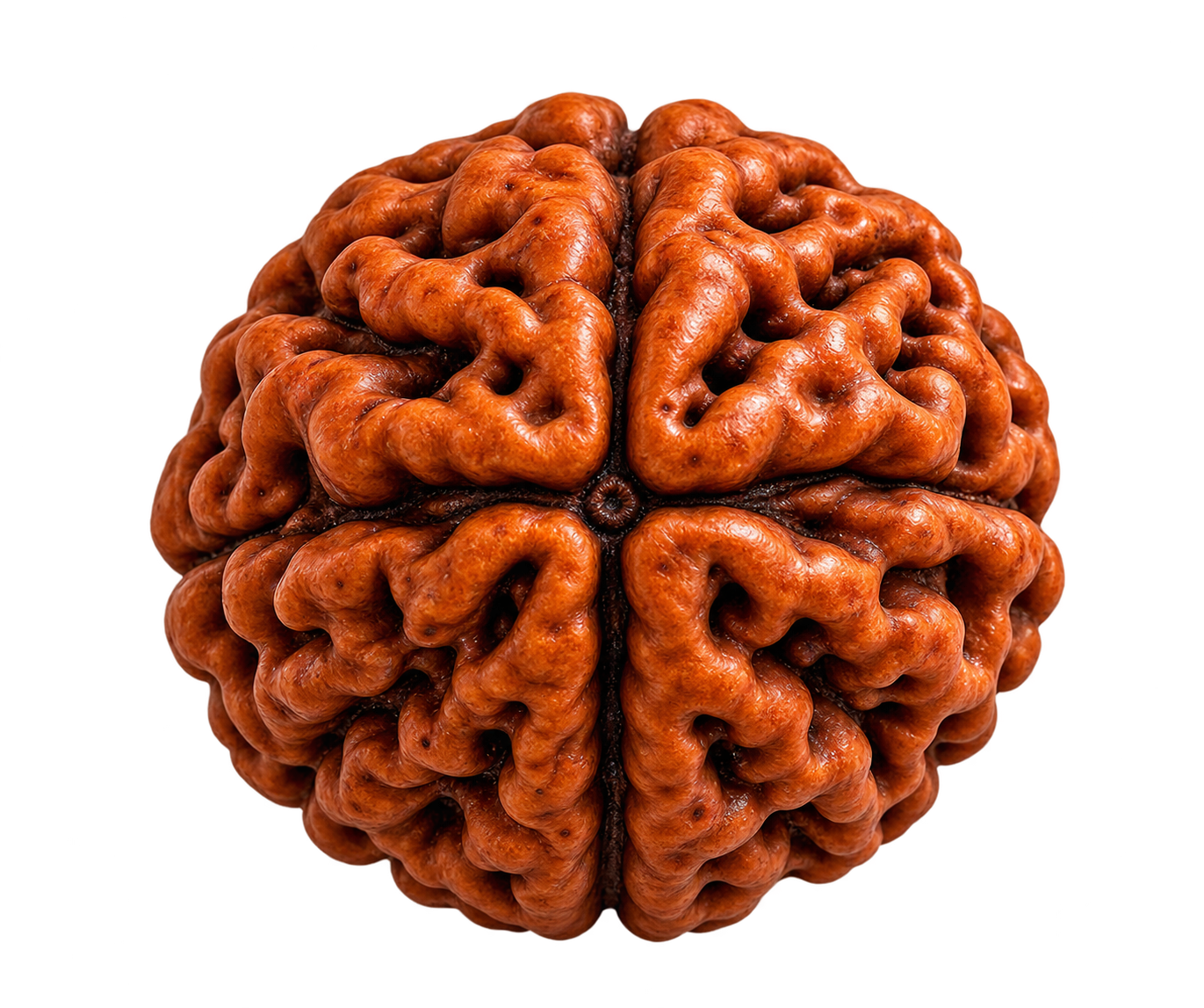 Rudraksha